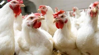 أسعار الدواجن في مصر اليوم الإثنين