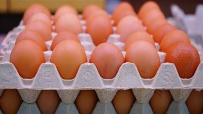 سعر البيض اليوم الخميس في المزرعة