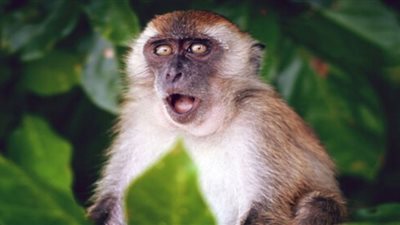 أطباء يكشفون كارثة جديدة حول جدري القردة في أفريقيا