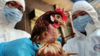 إنفلونزا الطيور تضرب دولة أوروبية ومخاوف من انتشارها