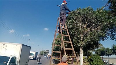 جهاز التطوير والتجميل يواصل أعماله بمدينة الإسماعيلية