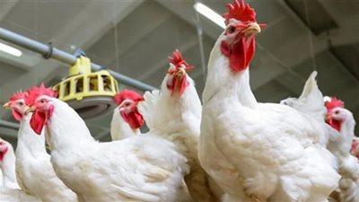 أسعار الفراخ اليوم في الأسواق المصرية