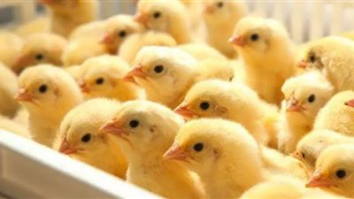 كتاكيت على بطاقة التموين.. مقترح جديد لحل أزمة غلاء الأسعار