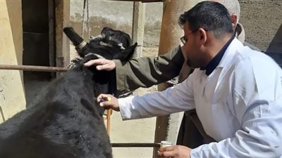 تحصين 105 ألف رأس ماشية في بني سويف ضد الحمى القلاعية