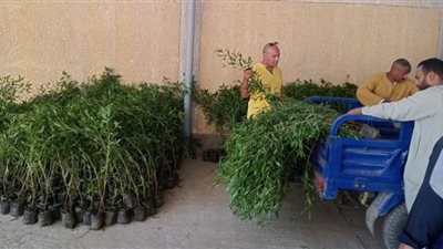 عاوزينها تبقى خضرة.. إنطلاق مبادرة 100 مليون شجرة بقرى أبومناع غرب بقنا