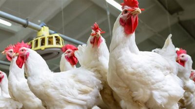 أسعار الدواجن صباح اليوم السبت