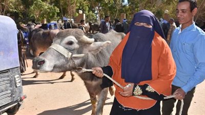 توزيع 35 رأس ماشية مجانًا للسيدات الأكثر احتياجًا بمحافظة أسوان