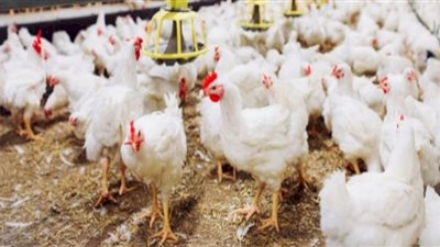 ورك الفرخة بـ90 جنيهًا.. أسعار الدواجن اليوم الأحد