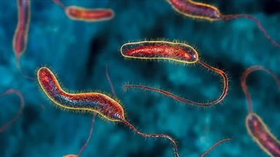 خطة عالمية لإجراء حملات للتطعيم الفموي ضد الكوليرا