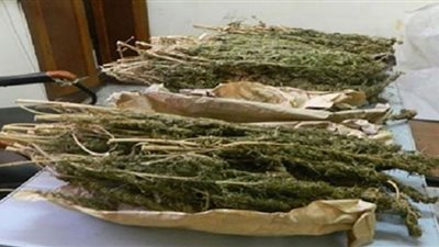 سقوط تاجر مخدرات بـ10 كيلو بانجو في البدرشين