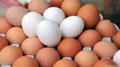 أسعار البيض في الأسواق المحلية والمزارع