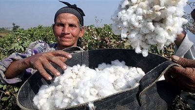 ذهب مصر الأبيض يستعيد عرشه بالمنيا