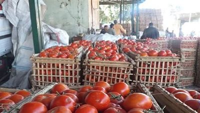 إرتفاع في أسعار الطماطم بأسواق الإسماعيلية