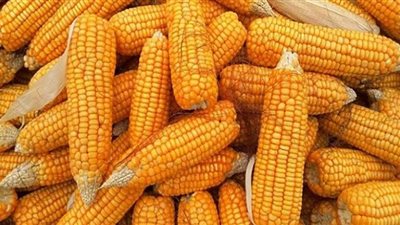 800 جنيه ارتفاعا في أسعار الذرة الصفراء