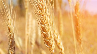 ارتفاع أسعار القمح اليوم الخميس في الأسوق المحلية