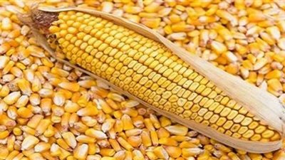 هبوط مستمر.. أسعار الذرة اليوم الخميس بالأسواق المصرية