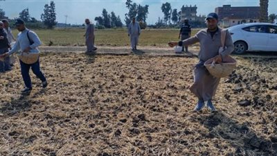 حقل إرشادي لزراعة الكتان بديرب نجم