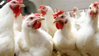 أسعار الدواجن في الأسواق اليوم الخميس