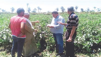ذهب مصر الأبيض يستعيد عرشه بالمنيا