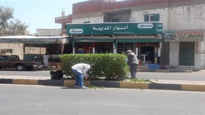 حملة لتجميل وتهذيب أشجار حدائق مدينة سفاجا