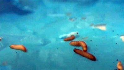 دودة الشمع تنقذ العالم من أزمة تلوث البلاستيك (فيديو)