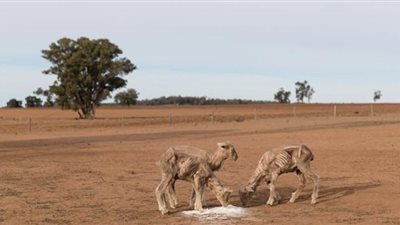 الجفاف يضرب كينيا بقوة ويُودي بحياة مئات الحيوانات