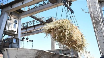 قنا تبدأ موسم عصير القصب بمصنع سكر قوص