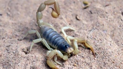 الإسعاف تكشف 5طرق لنجدة المصابين بلدغة العقرب