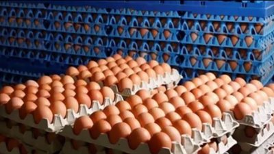 حقيقة ارتفاع سعر كرتونة البيض لـ120 جنيهًا (فيديو)
