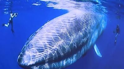 أكبر مخلوق على سطح الأرض| شاهد