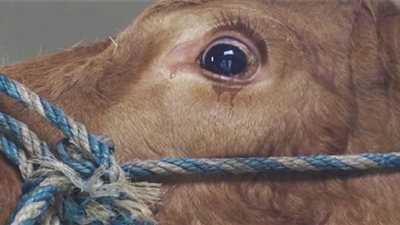 ممارسات إجرامية .. عقوبة الاعتداء على الحيوانات