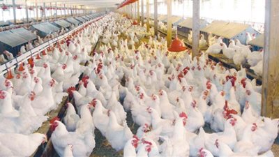 أسعار الدواجن بمنافذ وزارة الزراعة