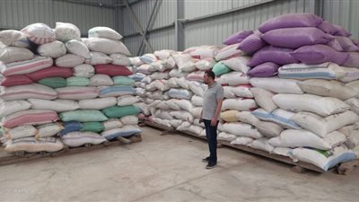 توريد 54 ألف طن أرز شعير في البحيرة