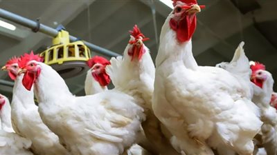 «منتجي الدواجن» تتوقع انخفاض الأسعار قريبًا