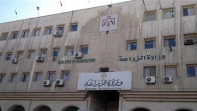 بيض المائدة بأسعار مخفضة في 243 منفذا لوزارة الزراعة