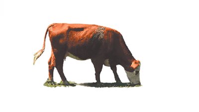 الذرة.. توقف مصانع العلف وانطلاق «الشيبسى»