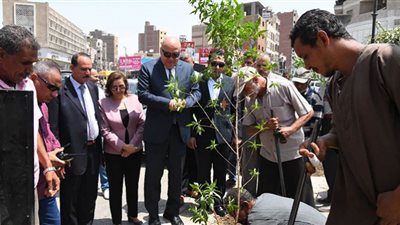 وصول 4700 شجرة لغرسها بالطرق والميادين بقنا