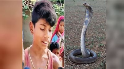 طفل يلدغ أفعى حتى الموت ويجدد الدرس الأول في الخبر الصحفي