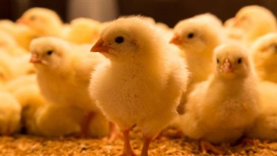 سعر الكتكوت اليوم الإثنين