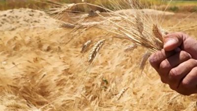 مطالب بزيادة سعر توريد القمح.. ليس عادلًا