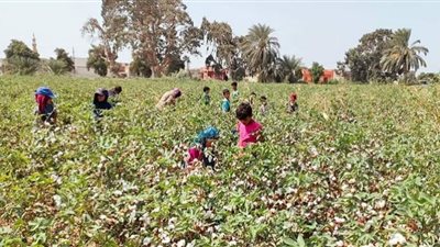 مع توقعات بإنتاجية عالية.. مزارعي القطن يواصلون جني المحصول بالفيوم