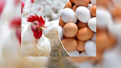 أسعار الدواجن بمحلات التجزئة اليوم الجمعة