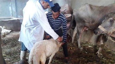 بيطري الشرقية يُحصن 443 ألف رأس ماشية من الحمى القلاعية والوادي المتصدع