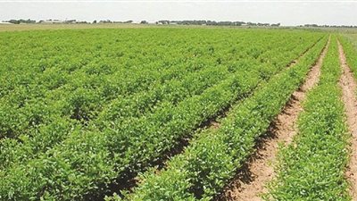 تحرير 14 إنذارًا ضد أصحاب حيازات زراعية في البحيرة