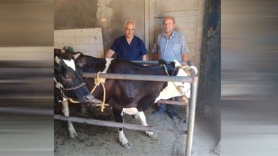 تحصين 30 ألف رأس ماشية ببني سويف