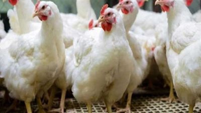 أسعار الدواجن في مصر اليوم السبت