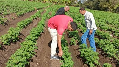 الزراعة تترصد الآفات الزراعية مع بداية الموسم الشتوي