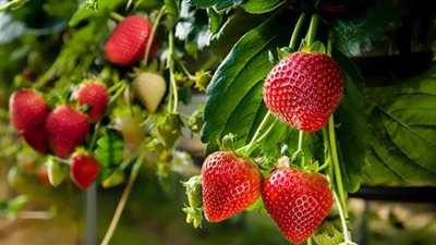 مصر الأولى عالميًا في تصدير الفراولة واليابان على رأس المستوردين