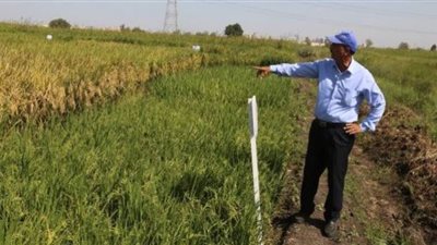 طرح كميات من الأرز بأسعار مخفضة