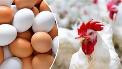 التموين تصف أسعار الدواجن والبيض في مصر بالأرخص في العالم (فيديو)